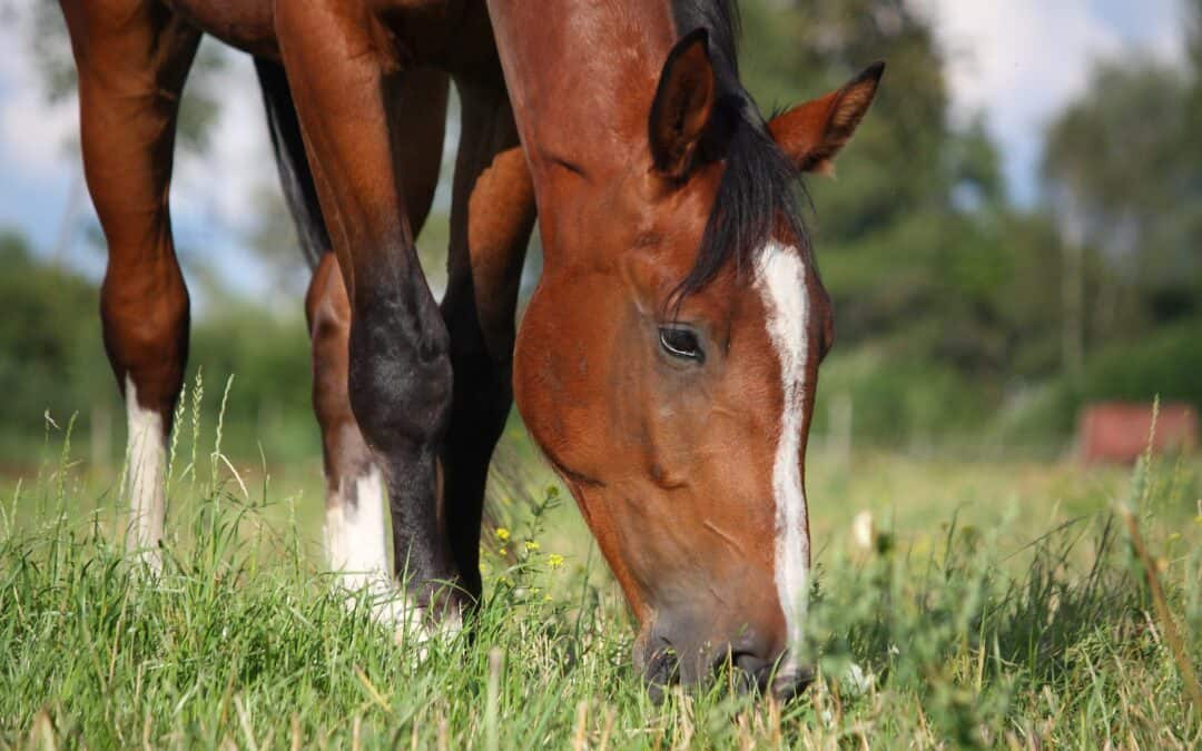 Spring pasture: Tips for a smooth transition
