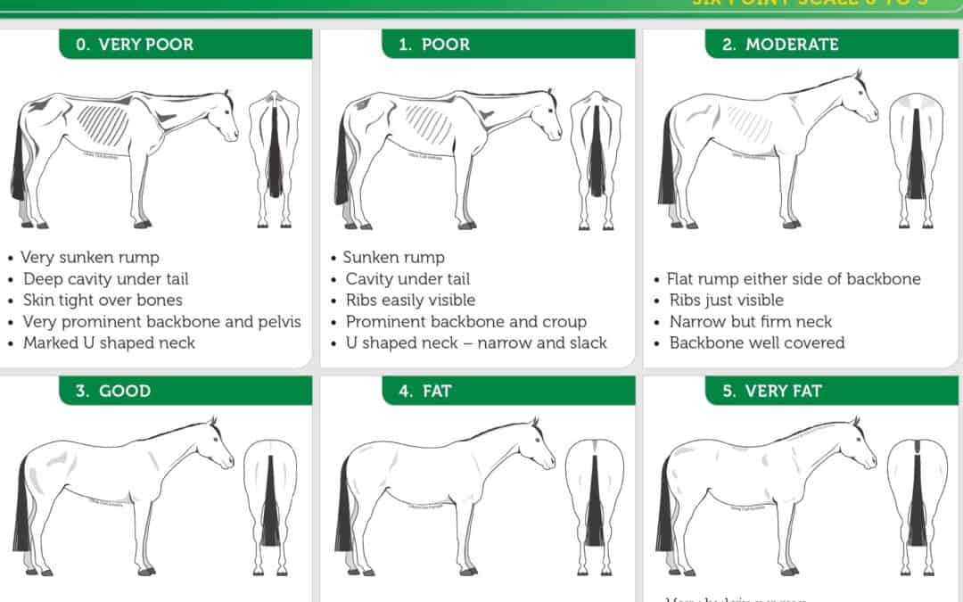 Body Condition Scores for Horses