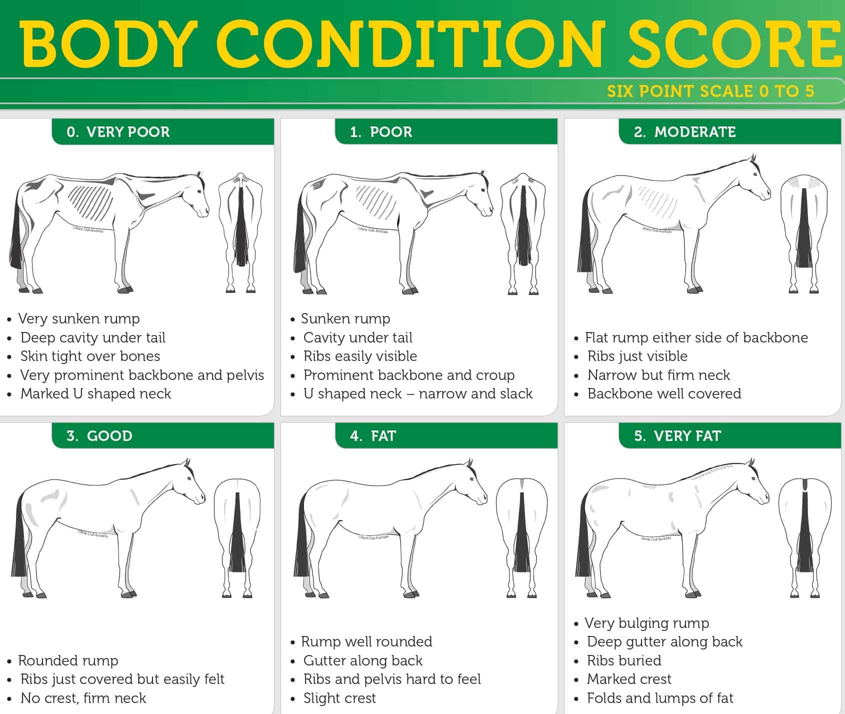 Body Condition Scores For Horses Pony Club Australia