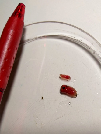 photo of bot fly larvae