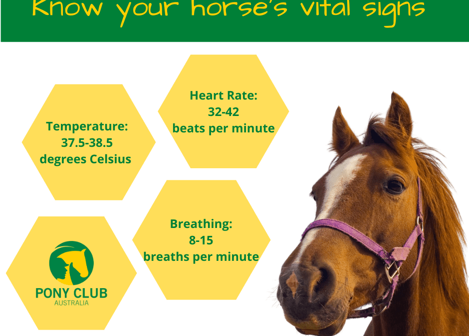 Do you know your horse’s vital signs?