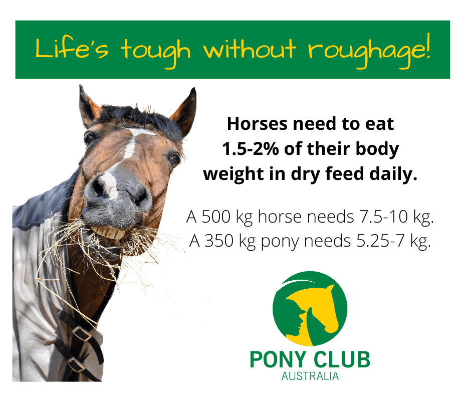 Seven Rules to Make Feeding Your Horse Simple - Pony Club Australia