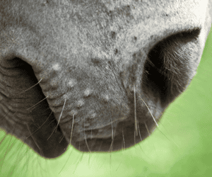 Promoting Horse Welfare Through Thoughtful Trimming Practices